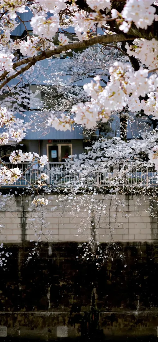 樱花白色花手机壁纸｜建筑背景 - 自然风景「哲风壁纸」